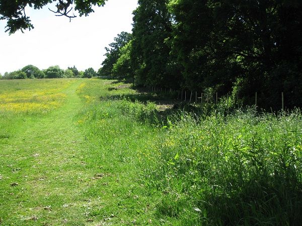 Grassy path